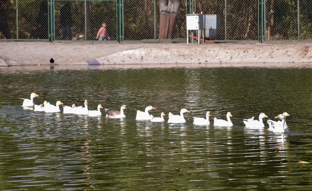 Ducks swim in a pond at Sarthana Zoo in Surat