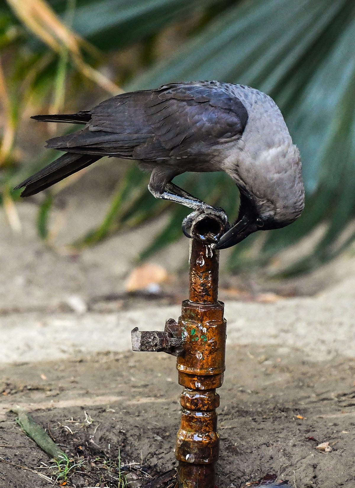 Crow drinks water from tap in New Delhi