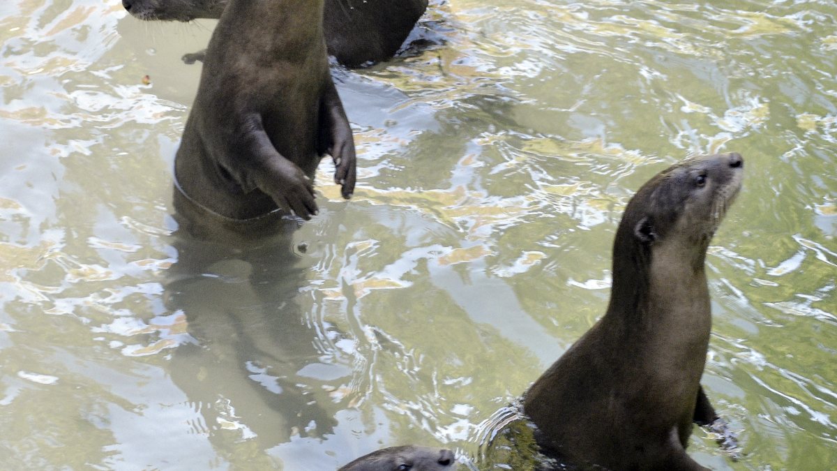 Otters thrive at Surat park, population jumps from 3 to 63
