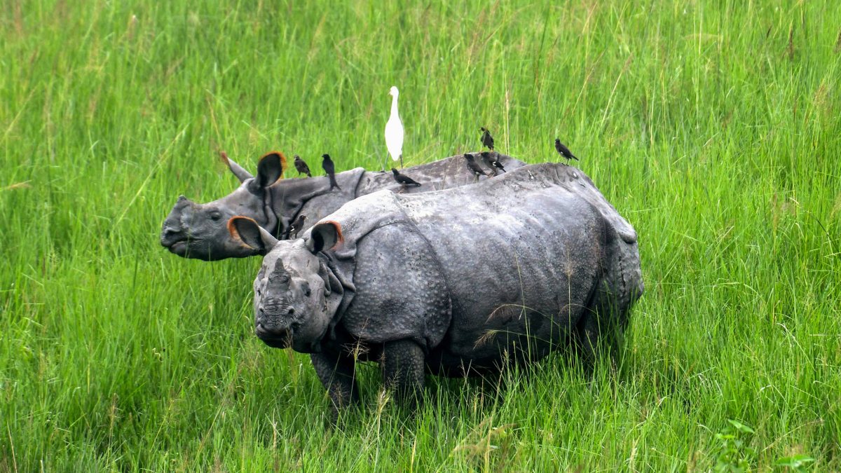 Rhinoceroses roam freely at Pobitora Wildlife Sanctuary in Assam