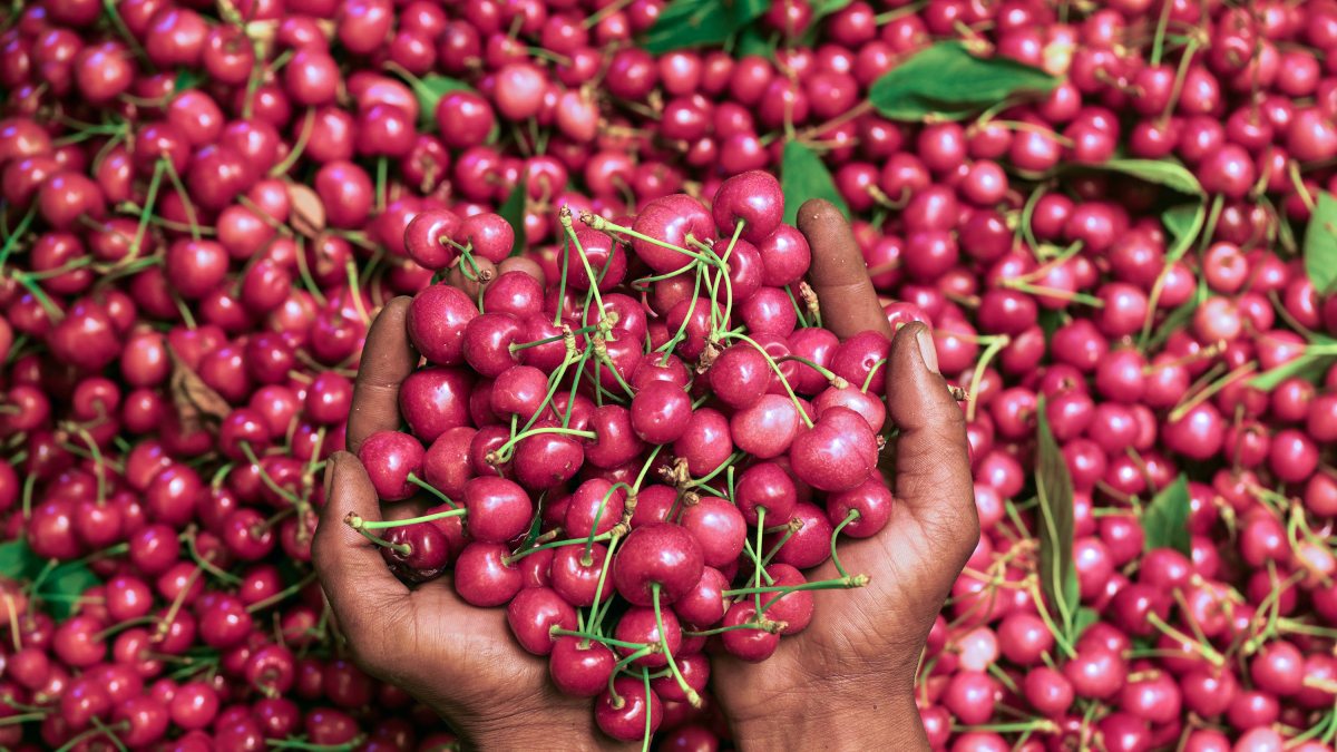 Kashmir farmer displays freshly harvested cherries from orchard