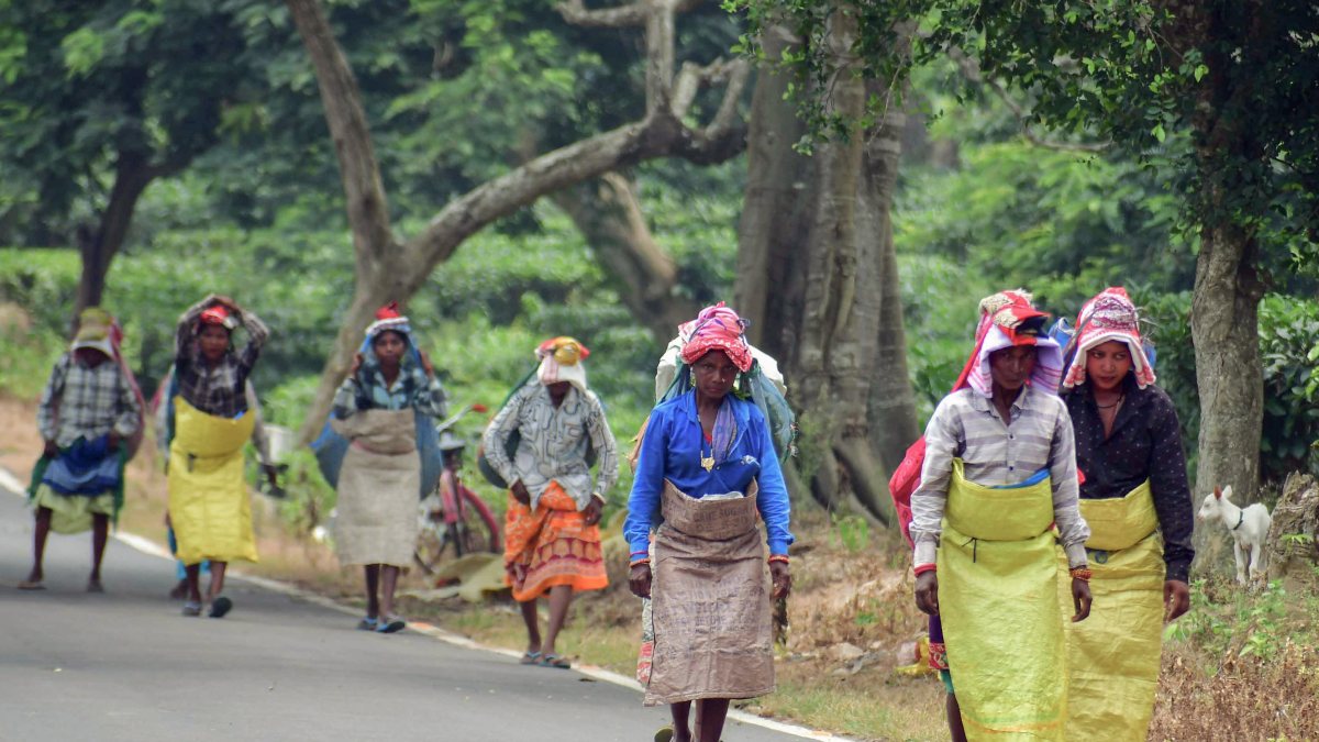 Tea garden workers carry collected tea leaves in Nagaon