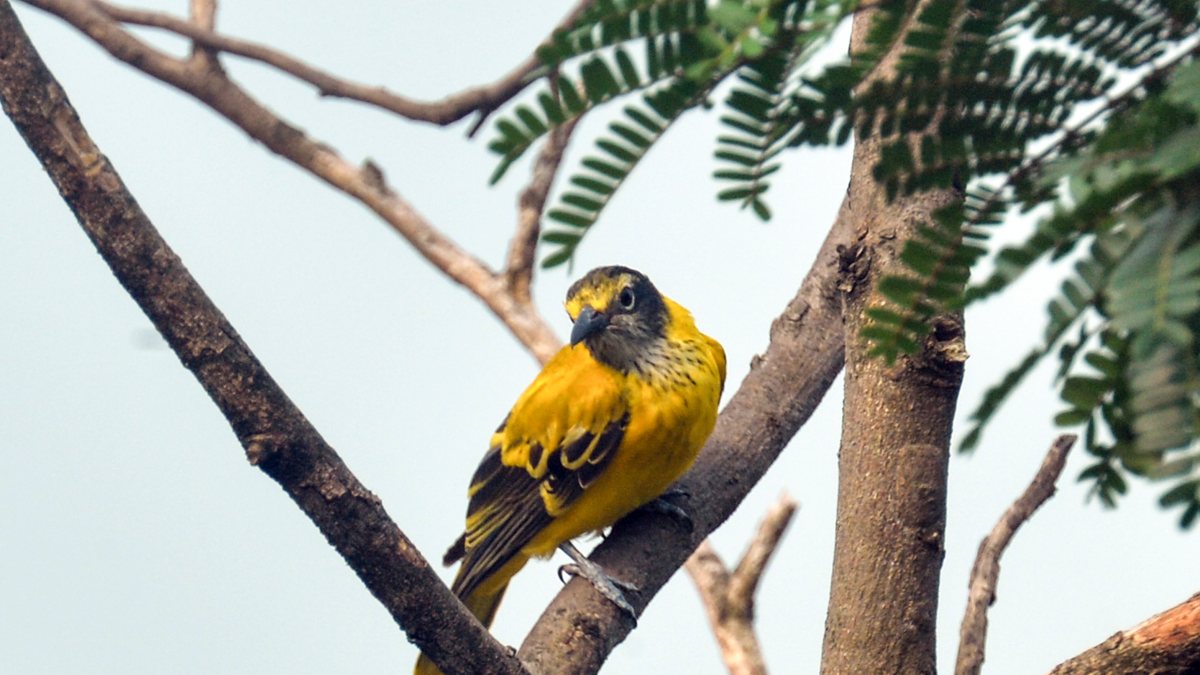 Black-hooded oriole perches on a tree branch in Siliguri