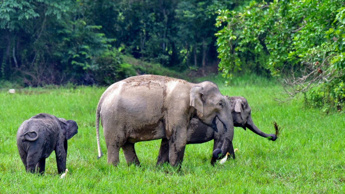 A mini-herd of wild elephants grazes grass near Singra Forest Reserve, in…
