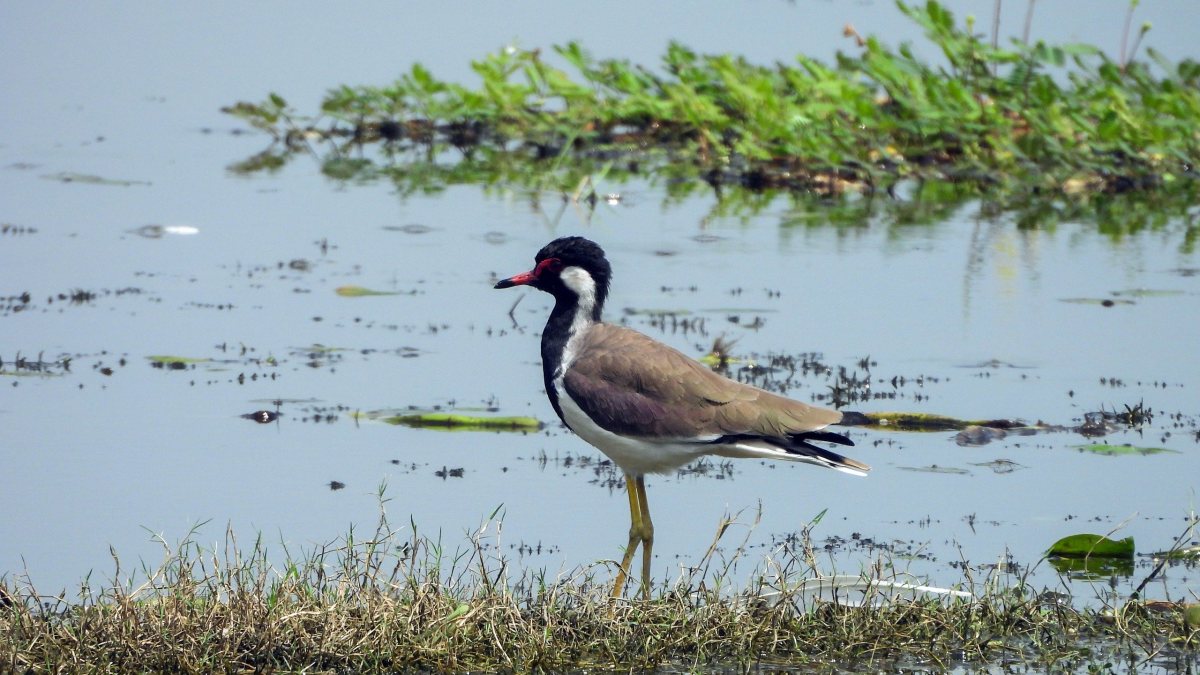 PM Modi shares photo of Red-wattled Lapwing from Ballia bird sanctuary