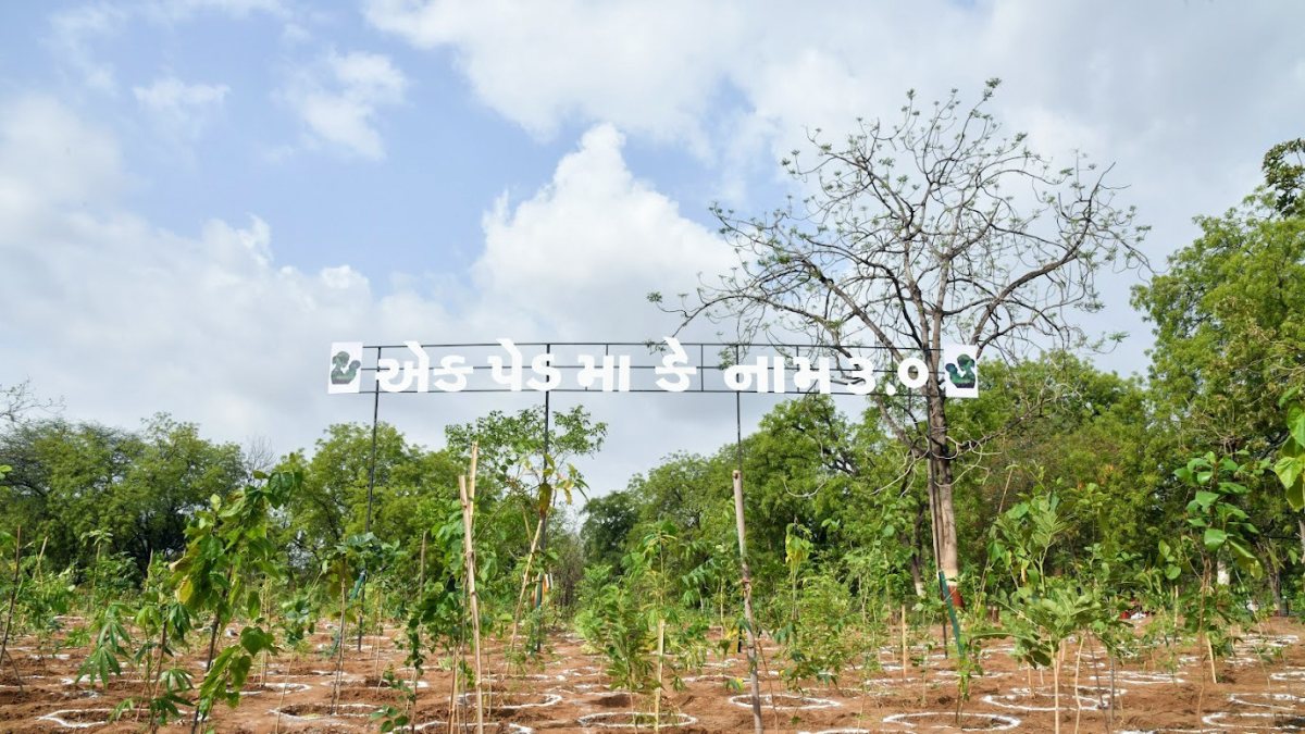 A view of the planted saplings under the leadership of Gujarat Chief Minister…