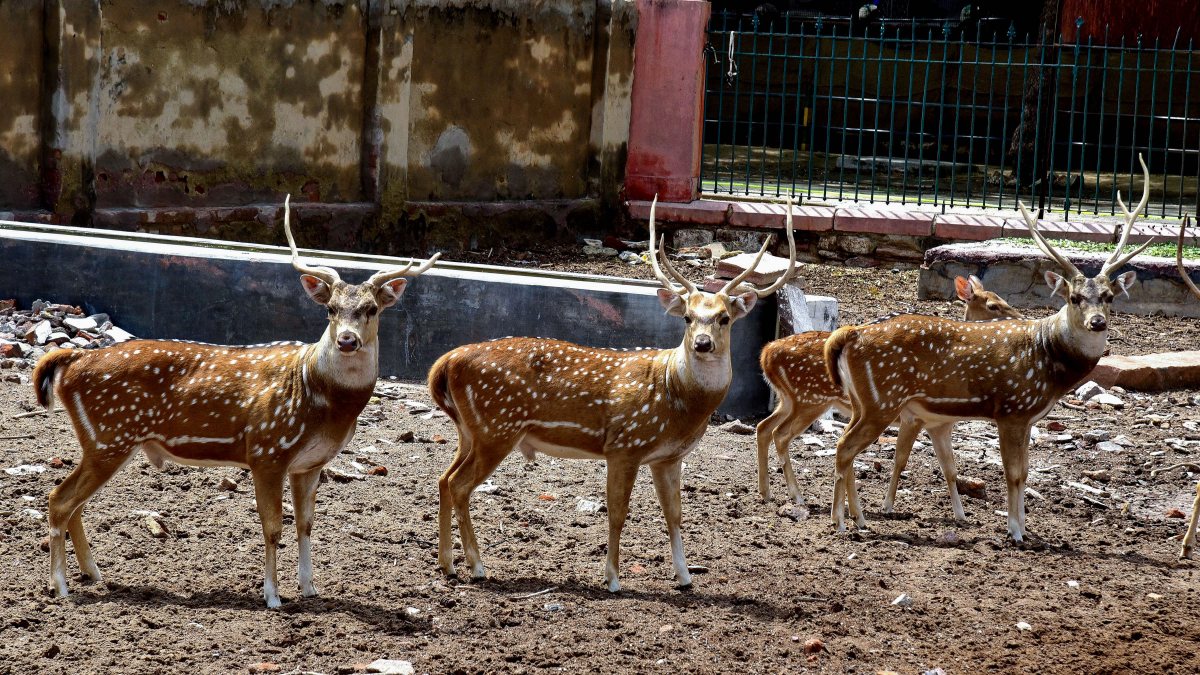Spotted deer seen at the Bikaner Rescue Centre, in Bikaner on Friday.