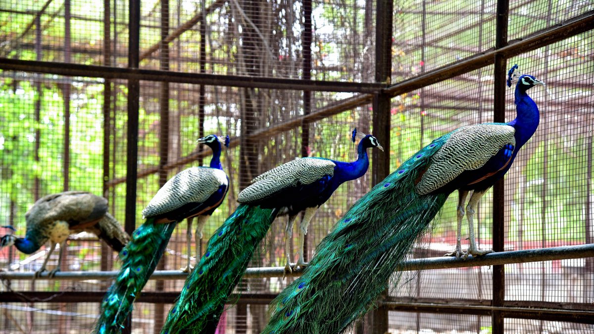 Peacocks sit in an enclosure at the Bikaner Rescue Centre, in Bikaner on Friday.