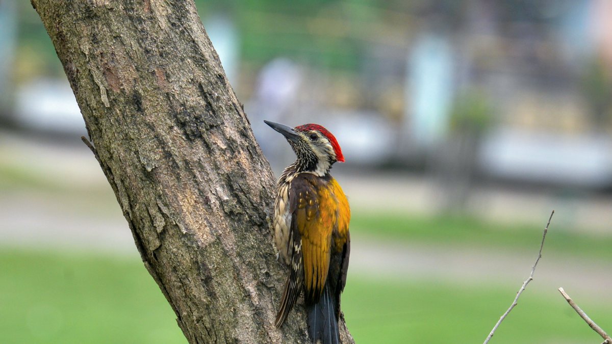 Black-rumped flameback woodpecker perches on tree branch in Siliguri