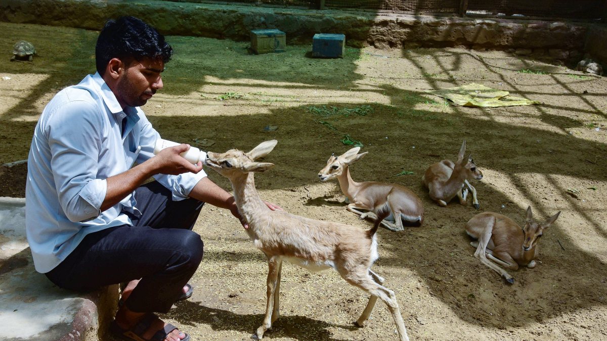 Rescue centre worker feeds milk to deer in Bikaner