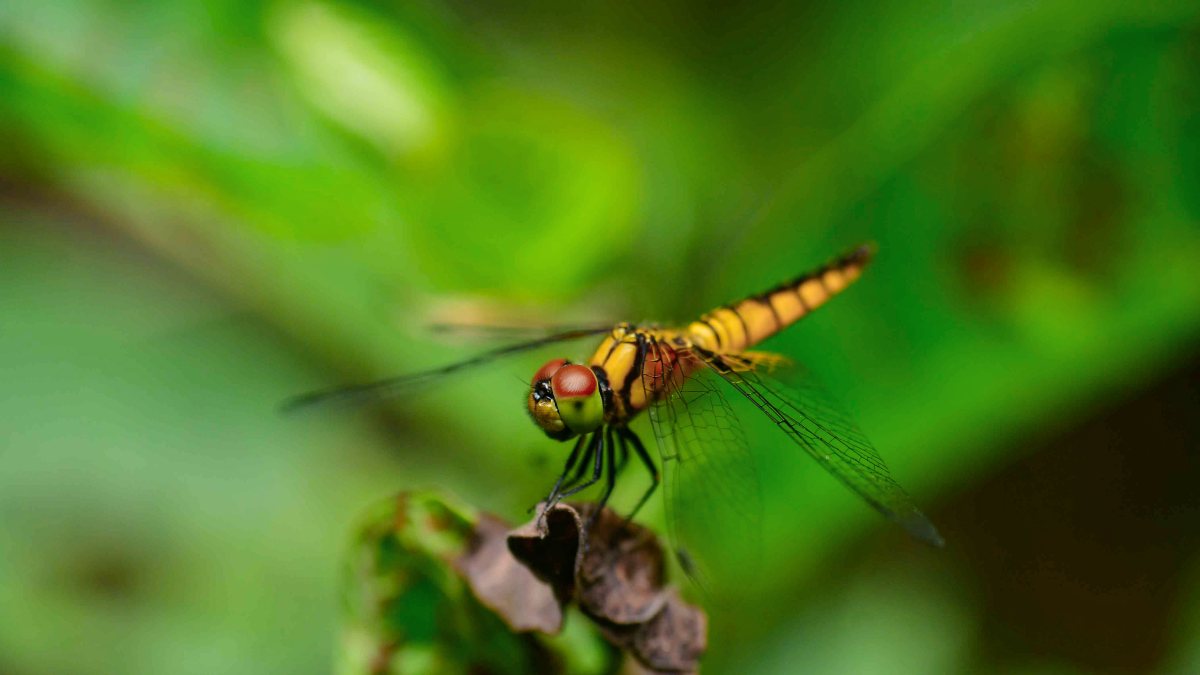 Dragonfly perches on a branch in Nagaon garden