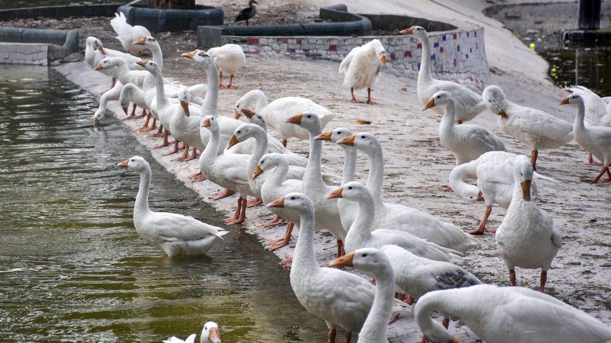 A flock of ducks seen at the Sarthana Zoo, in Surat on Saturday.