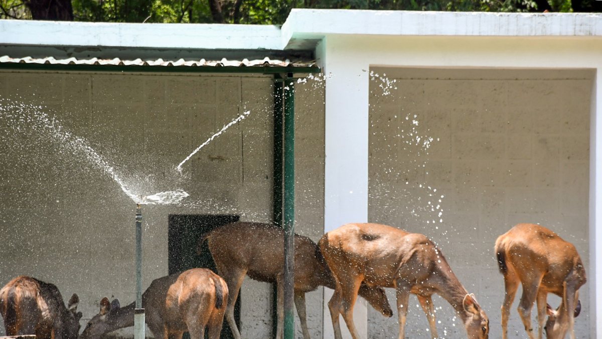 Deer cool off near water sprinkler at Kanpur Zoo