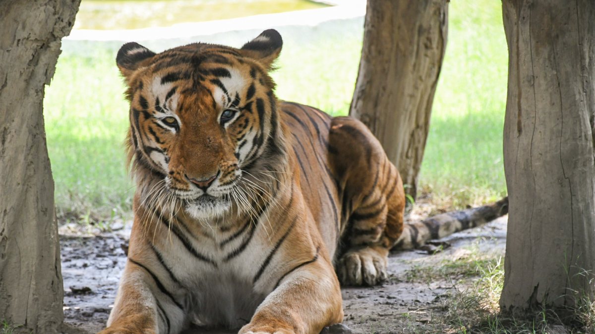 A tiger takes a shade under the tree amid scorching heat, at the Kanpur Zoo, in…