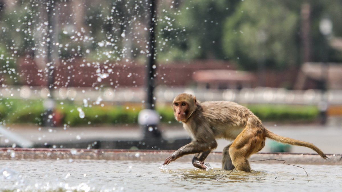 Monkey cools off in water amid Delhi's scorching heat