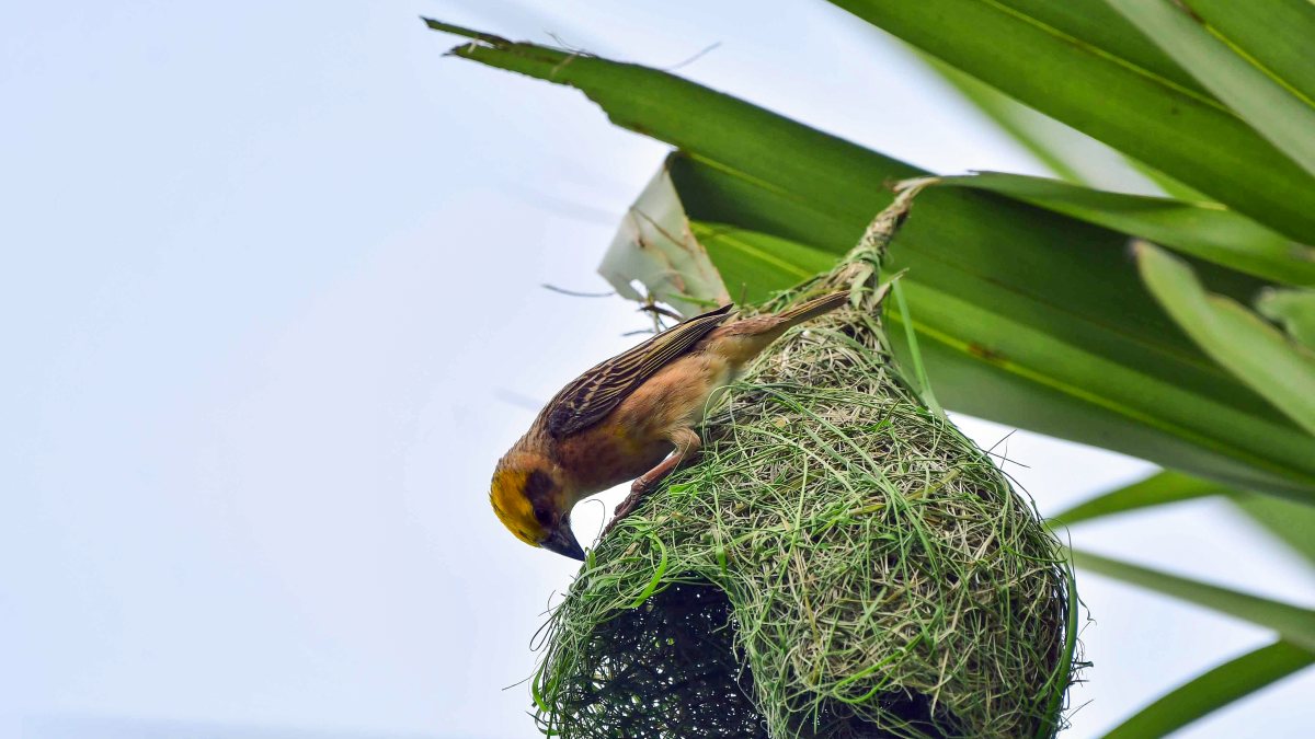 Baya weaver weaves its nest on a tree branch in Nagaon