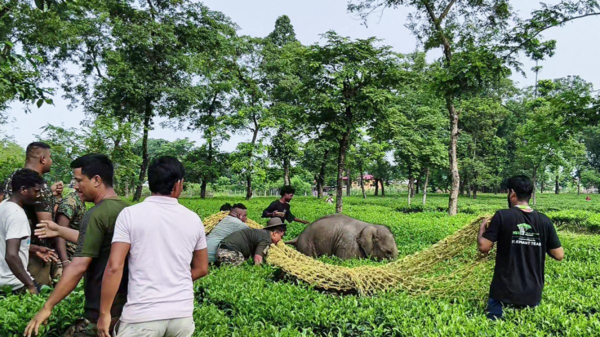 Elephant calf separated from herd sparks panic in Darjeeling