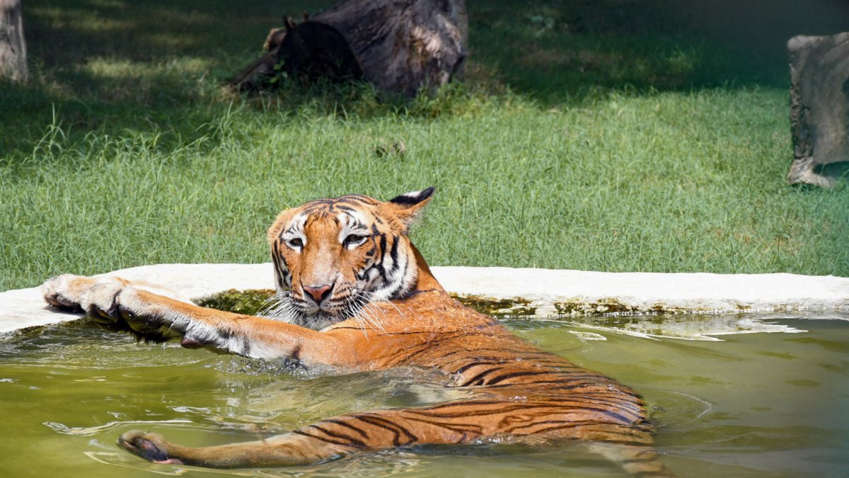 Tigress cools off in water amid scorching heat at Kanpur zoo