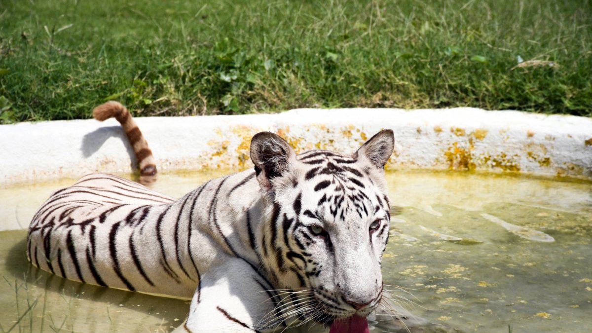 White tigress cools off in water amid Kanpur heatwave