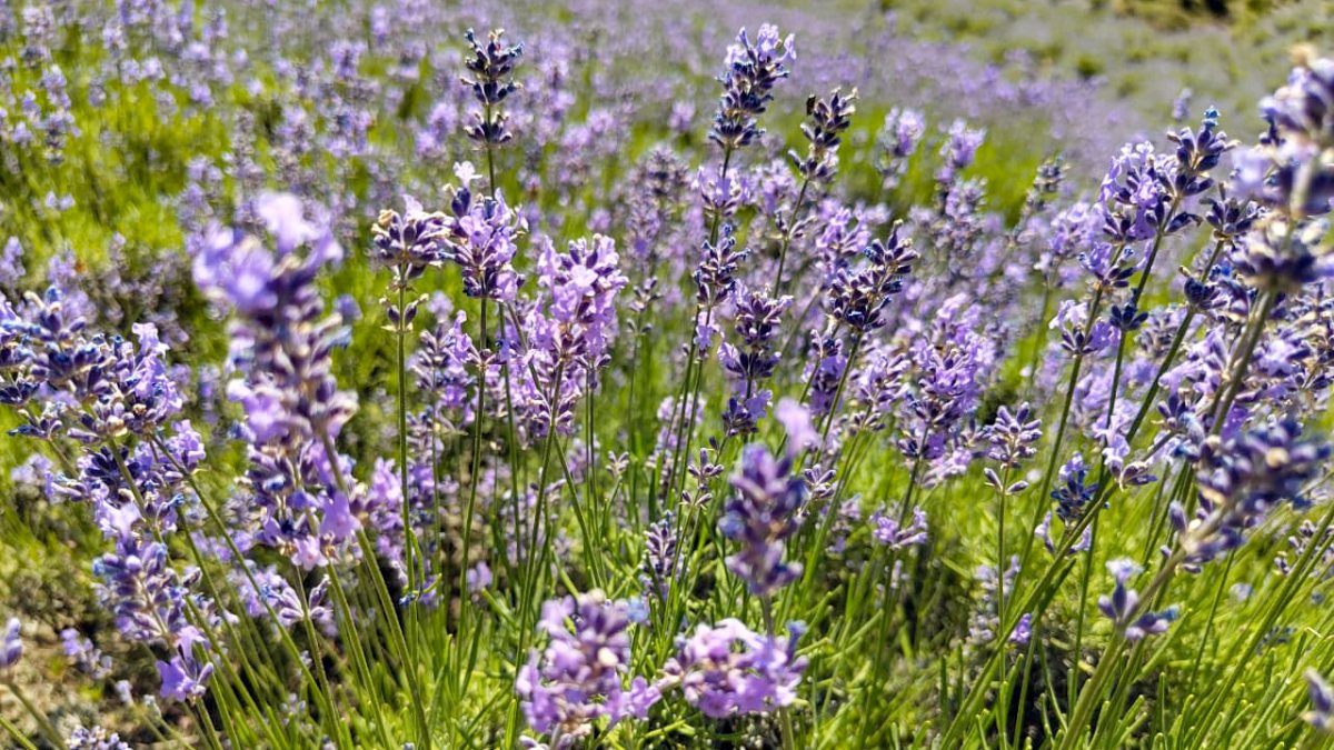 Lavender Festival 2026 blooms at Doda college