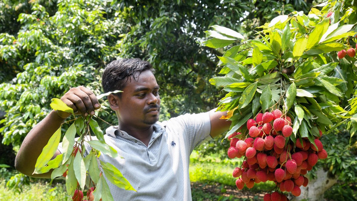 Farmer harvests litchi at Poruwa Garden in Sonitpur