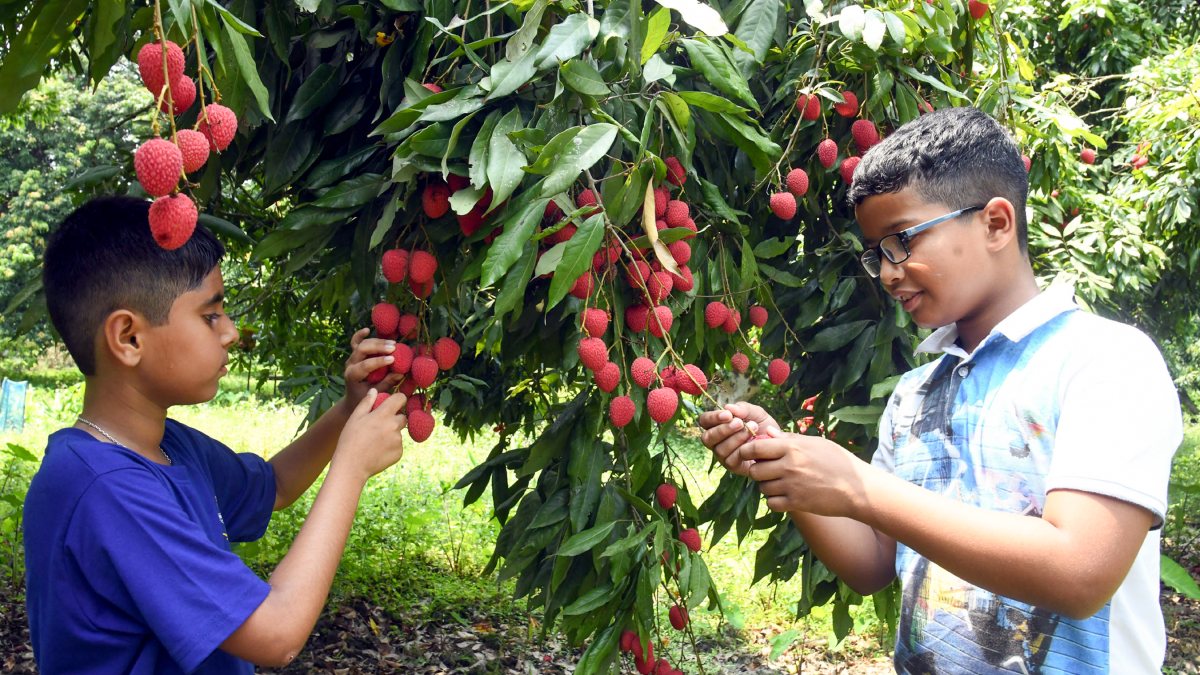 Children pluck litchis from a tree at Poruwa Litchi Garden in Tezpur, Sonitpur…