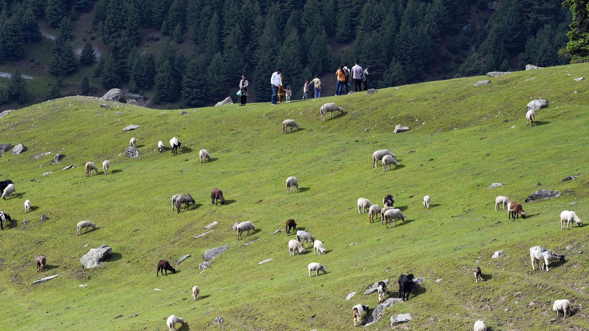 Sheep graze on the top of a mountain at the tourist spot Sonmarg, in Ganderbal…