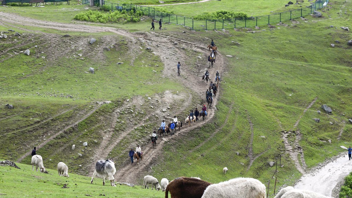 Sheep graze atop a mountain in Sonmarg, Ganderbal