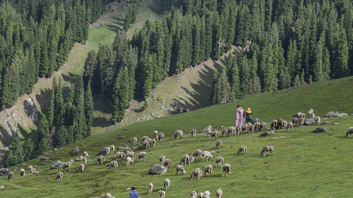 Sheep graze on a mountain top at Sonmarg tourist spot