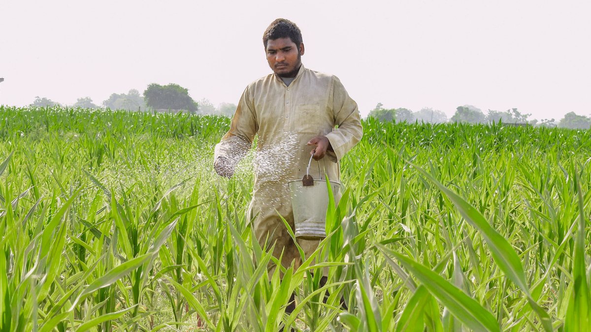 Farmer sprinkles fertiliser on cornfield in Ghaziabad