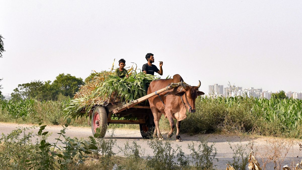 A bullock cart carries fresh sorghum crops at Dasna, in Ghaziabad on Monday.