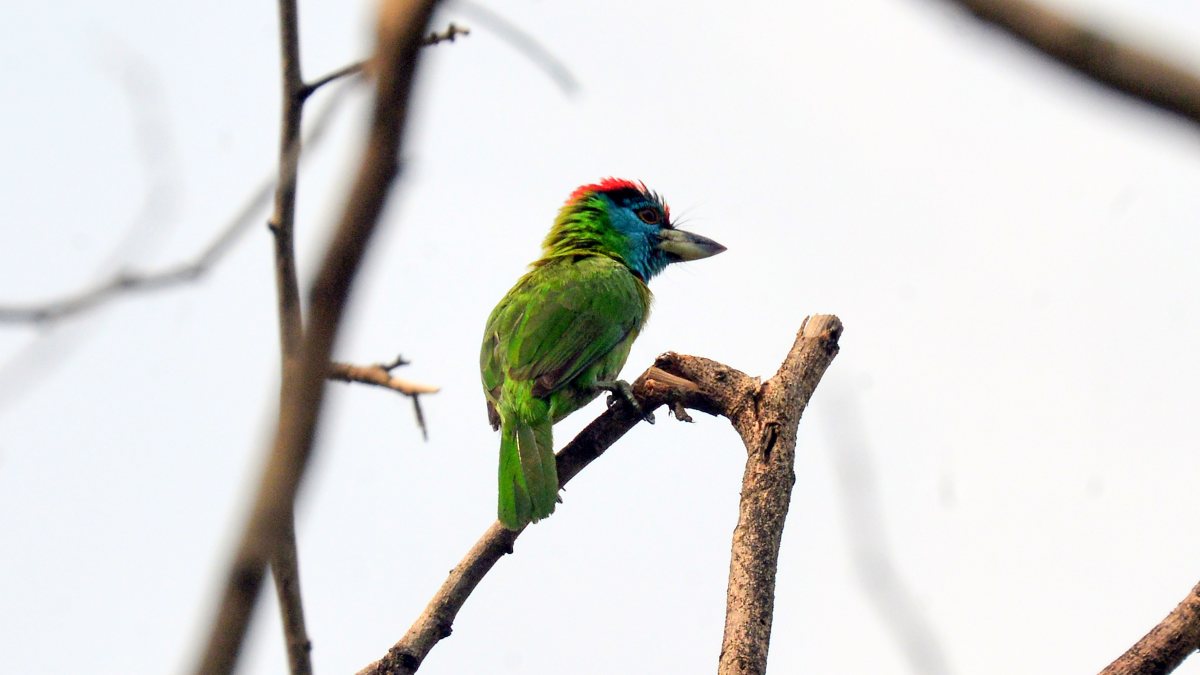 Blue-throated barbet perches on a branch in Siliguri