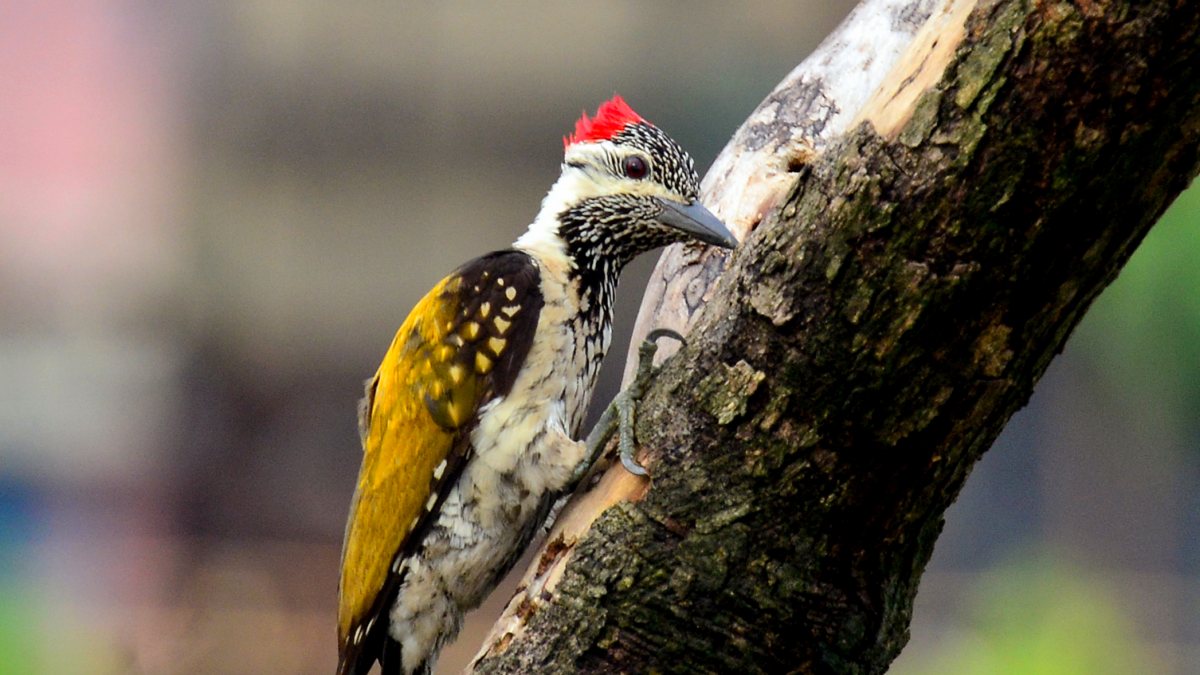 Black-rumped flameback perches on a tree branch in Siliguri