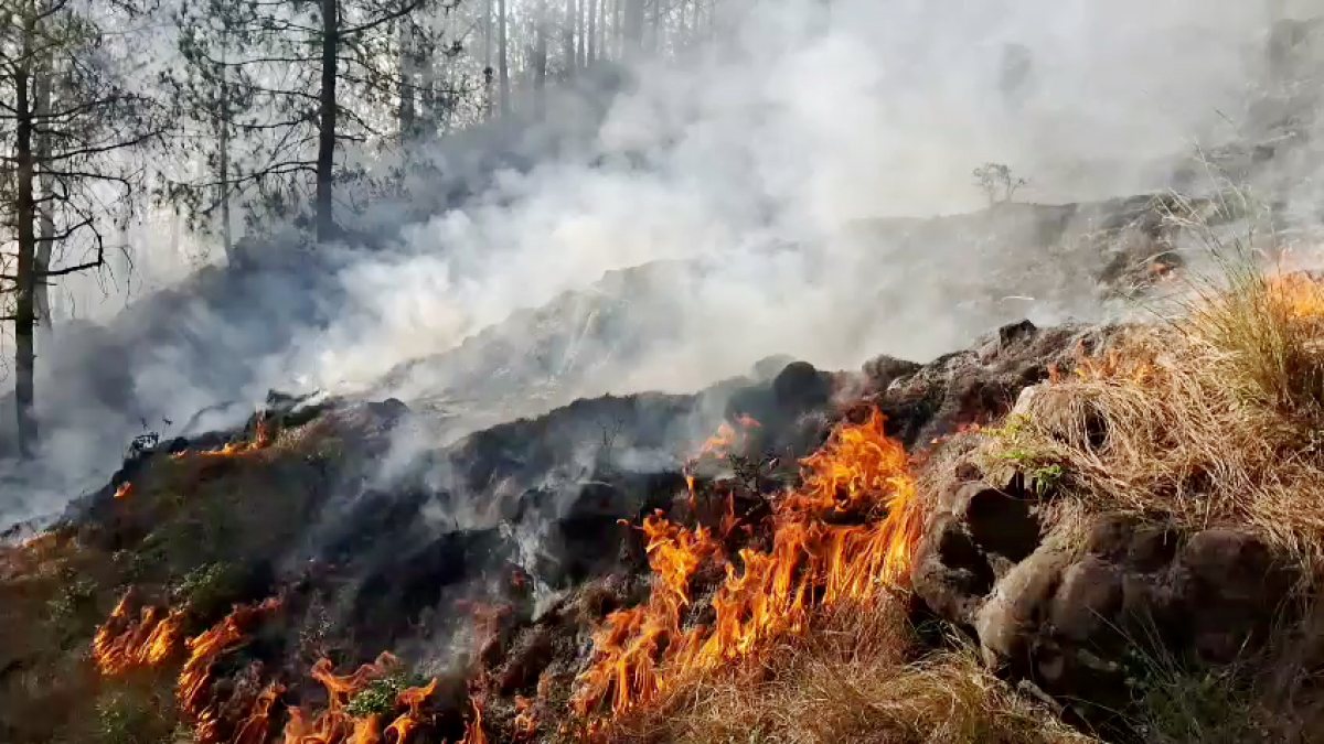 Massive forest fire engulfs hill in Rajouri, firefighting underway