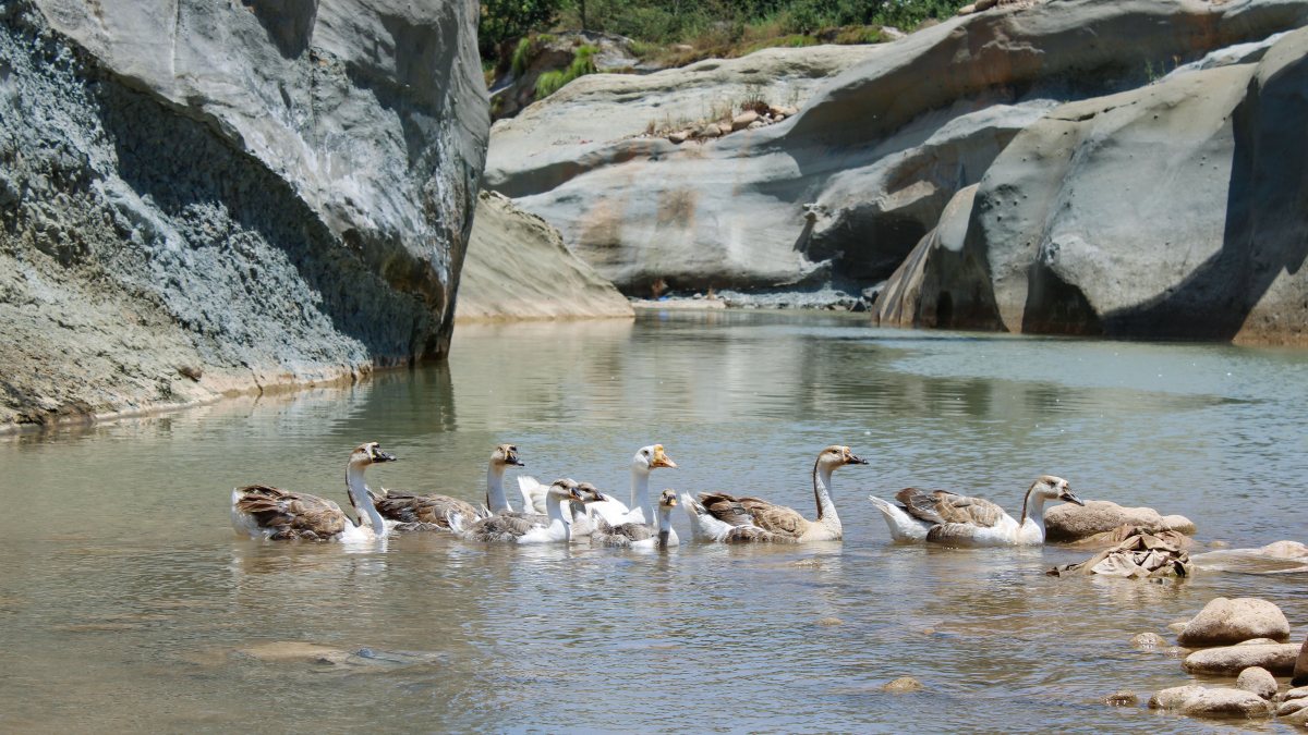 Flocks of ducks swim in the pond, in Udhampur on Tuesday.