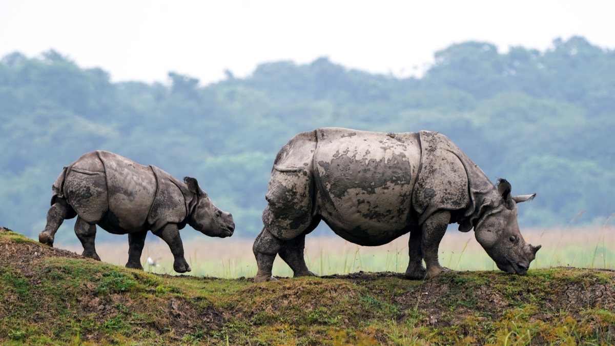 One-horned rhino and calf stranded on highland after heavy rain