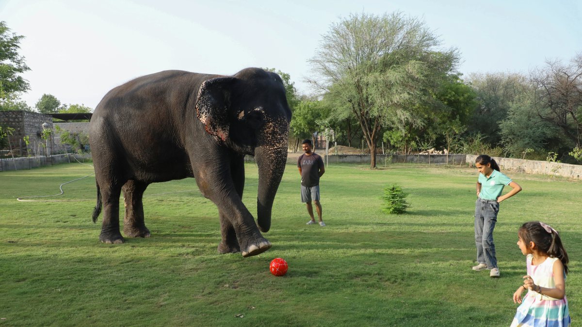Elephant Chanda from Jaipur's Hathi Gaon plays football with children, in…