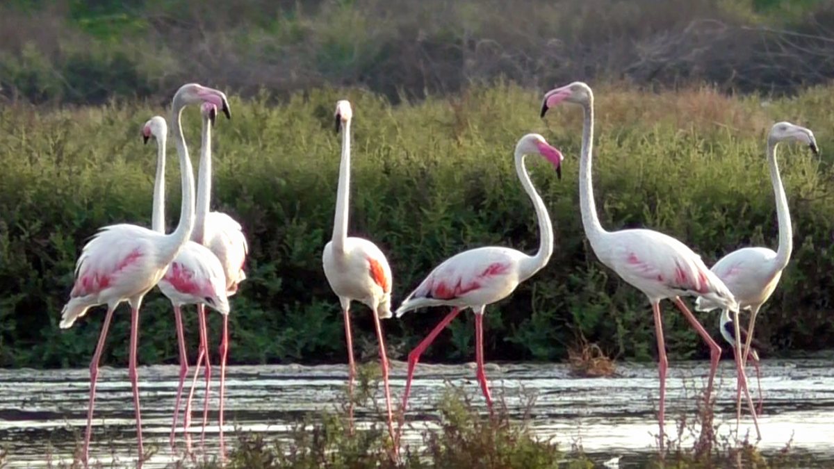 A large flock of migratory flamingos spotted inhabiting the salt pans region…