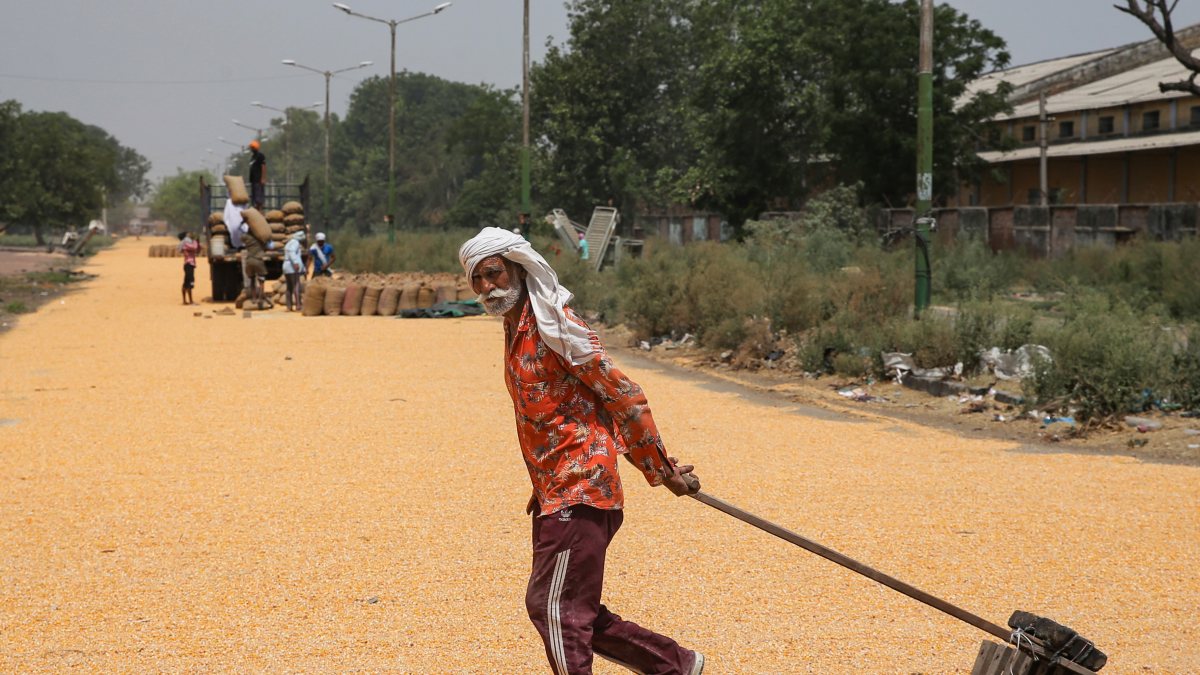 Worker dries maize grains under the sun at Amritsar grain market