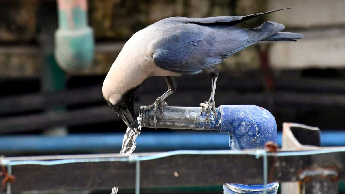 Crow quenches thirst from tap on hot summer day in Prayagraj