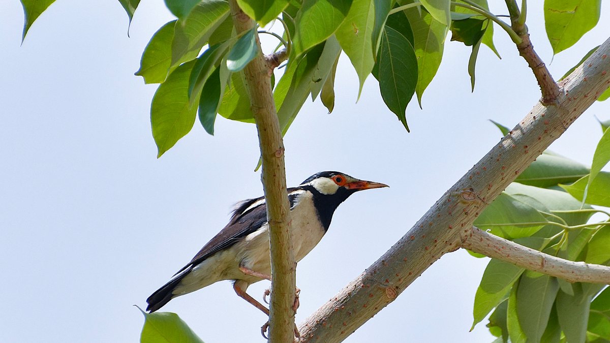Indian pied myna perches on a tree branch in Ghaziabad