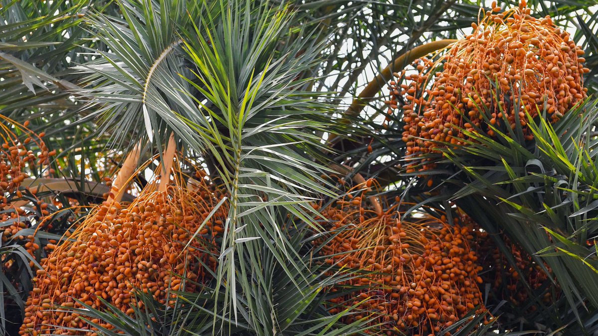Date palm tree heavy with ripening fruit in Ghaziabad