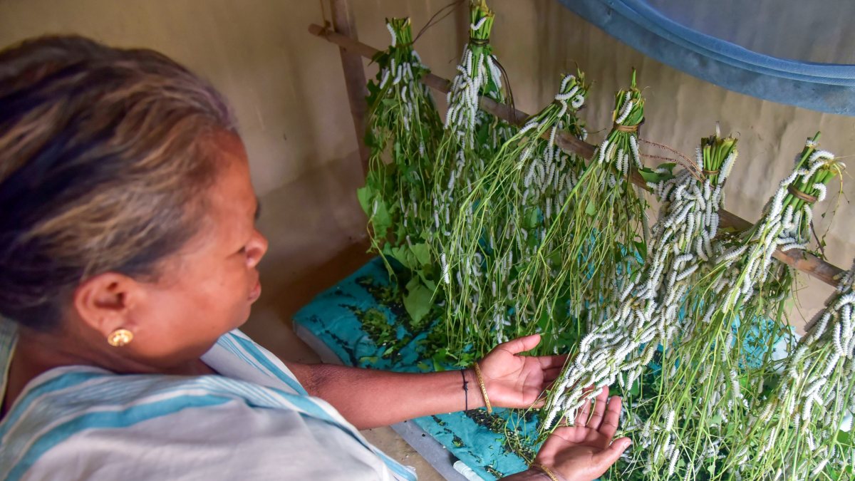 Woman tends Eri silkworms with castor leaves in Assam village