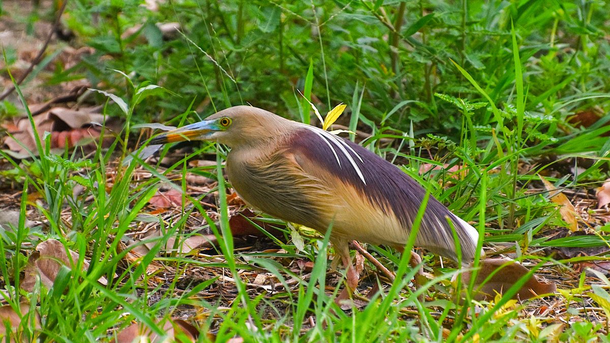 Indian pond heron spotted at Central Park in Ghaziabad
