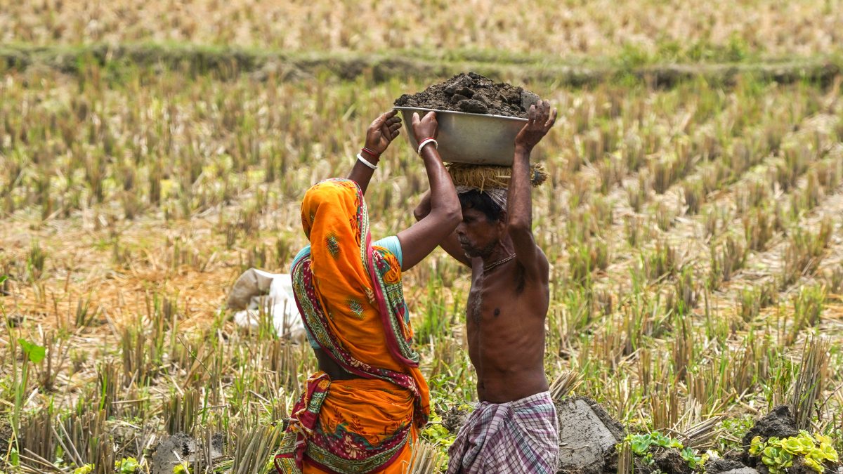 A farmer carries a load of mud away from the paddy field, in Morigaon on Friday.