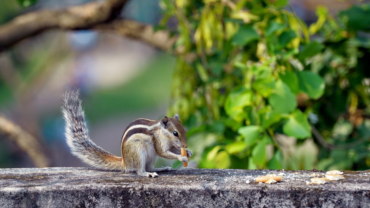 Squirrel eats a biscuit atop a wall in Siliguri