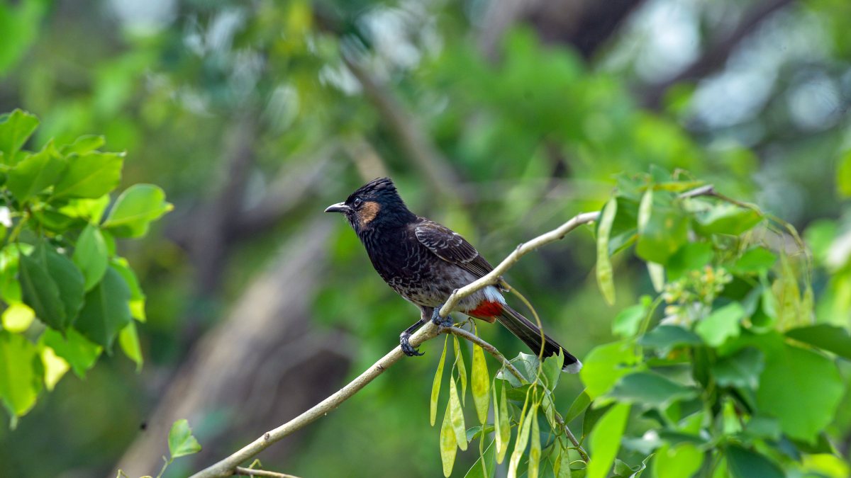 Red-vented bulbul perches on a tree branch in Siliguri