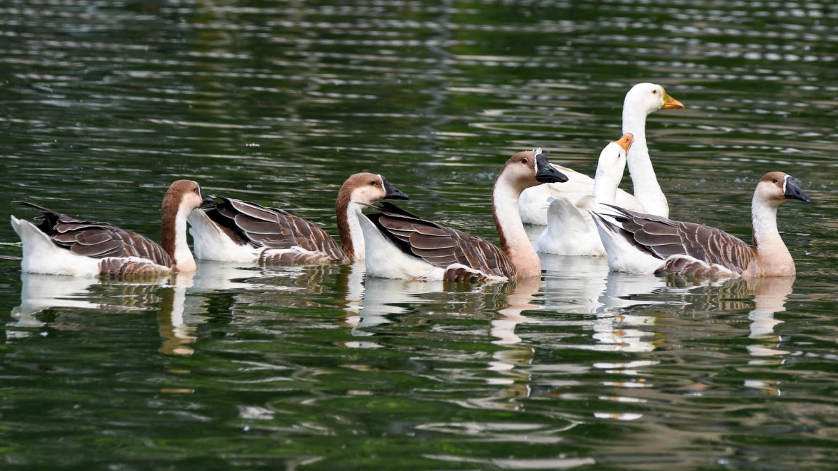 A flock of geese swims in a lake on a hot summer day, in Guwahati on Saturday.