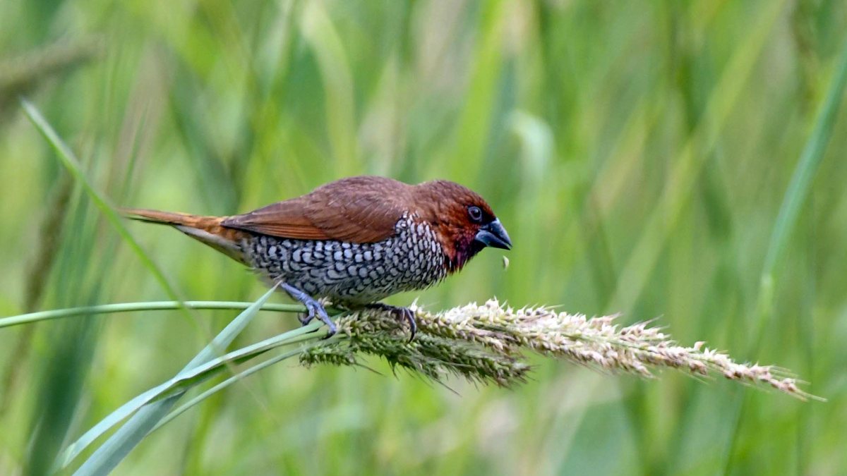 A scaly-breasted munia bird perches on a spike of a wheat plant, in Guwahati on…