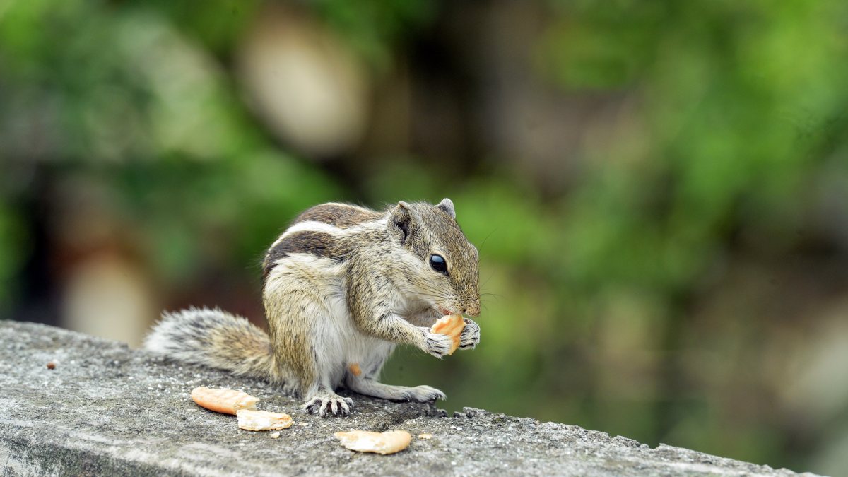 Squirrel munches biscuit on a Siliguri wall